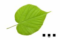 Tilleul à grandes feuilles - feuille isolée (Tilia grandifolia)